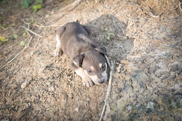 Çiftlikteki Vahşi Yavru Köpek — Stok fotoğraf