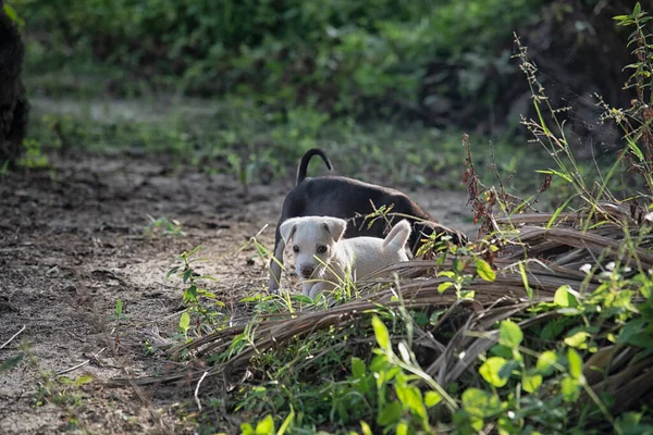 Salvaje Cutie Cachorro Plantación — Foto de Stock