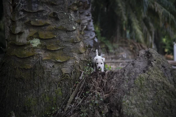 Filhote Cachorro Selvagem Plantação — Fotografia de Stock