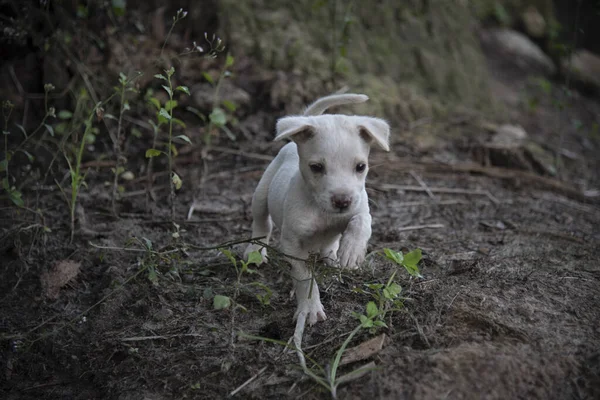 Salvaje Cutie Cachorro Plantación — Foto de Stock