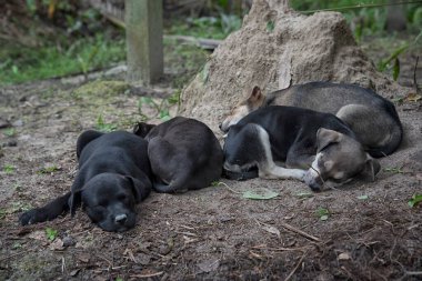 Çiftlikteki vahşi yavru köpek..