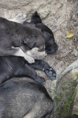 Çiftlikteki vahşi yavru köpek..