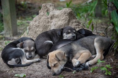 Çiftlikteki vahşi yavru köpek..