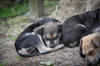 Çiftlikteki vahşi yavru köpek..