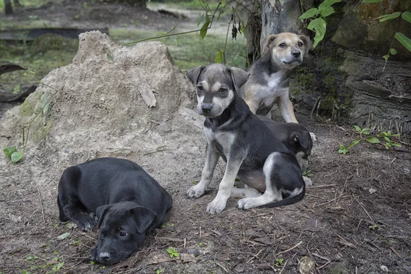 Salvaje Cutie Cachorro Plantación — Foto de Stock
