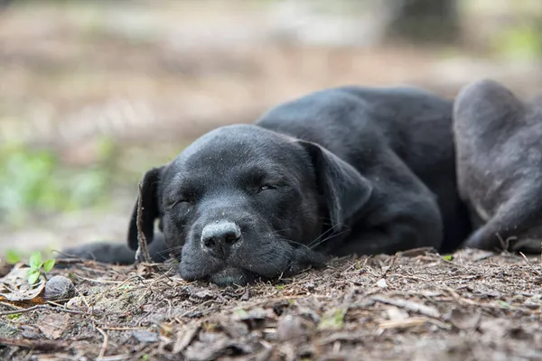 Filhote Cachorro Selvagem Plantação — Fotografia de Stock