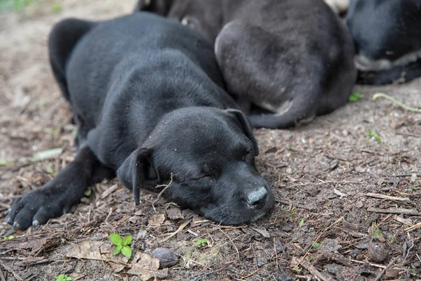 Salvaje Cutie Cachorro Plantación — Foto de Stock