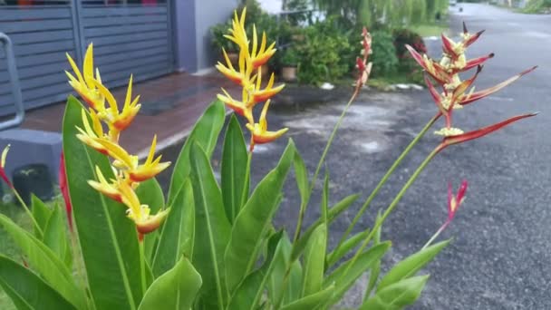 Vermelho Amarelo Heliconia Psittacorum Flor Pelo Jardim — Vídeo de Stock