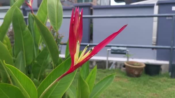 Rote Gelbe Heliconia Psittacorum Blume Garten — Stockvideo