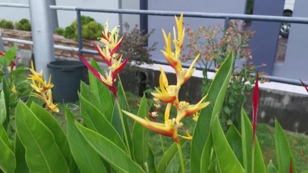 Rød Gul Heliconia Psittacorum Blomst Ved Hagen – stockvideo