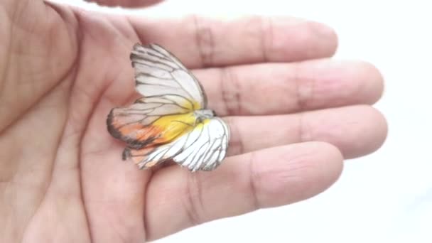 Beyaz Sarı Kelebek Eşek Arısı Leşinin Görüntüleri — Stok video