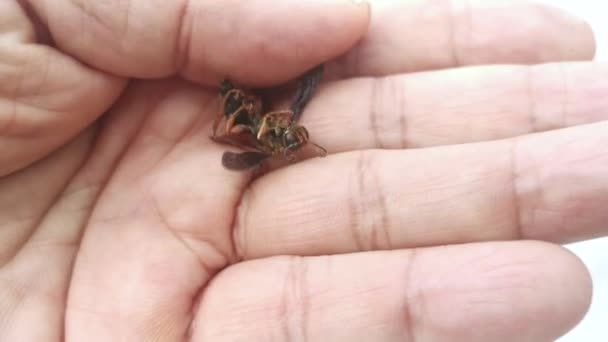 Footage Hornet Bee Carcass — Stock Video