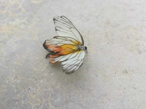 Image Carcasse Papillon Jaune Blanc — Photo
