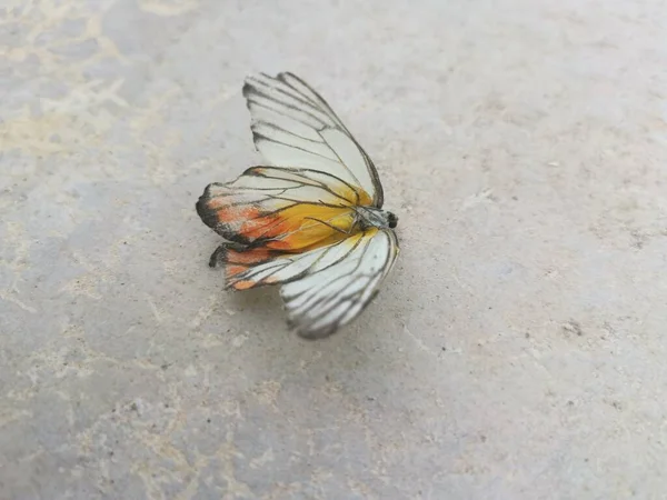 Image White Yellow Butterfly Carcass — стоковое фото