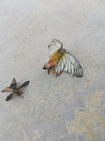 白色黄蝴蝶和大黄蜂尸体的图像 — 图库照片
