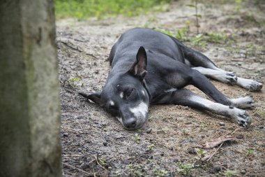 Siyah dişi sokak köpeği yerde yatıyor.
