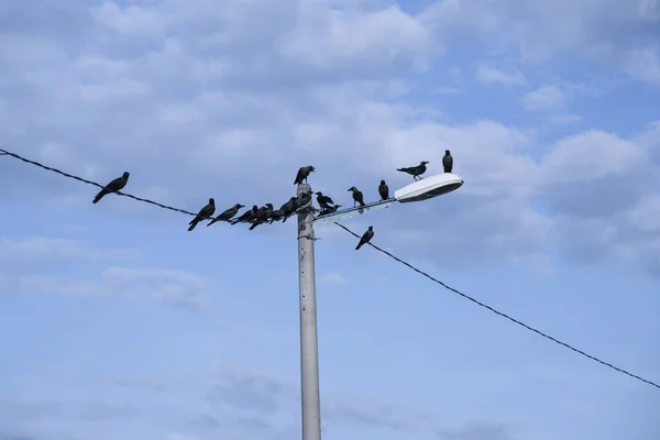 Schwarze Krähen Hängen Straßenpfosten — Stockfoto