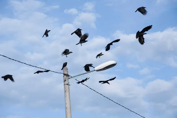 Black Crows Hanging Street Post — Stock Photo, Image