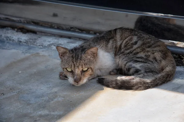 街上孤独的流浪猫 — 图库照片