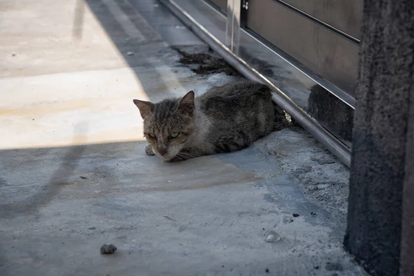 Eenzame Zwerfkat Straat — Stockfoto