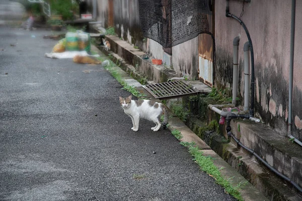 道にいる孤独な野良猫 — ストック写真