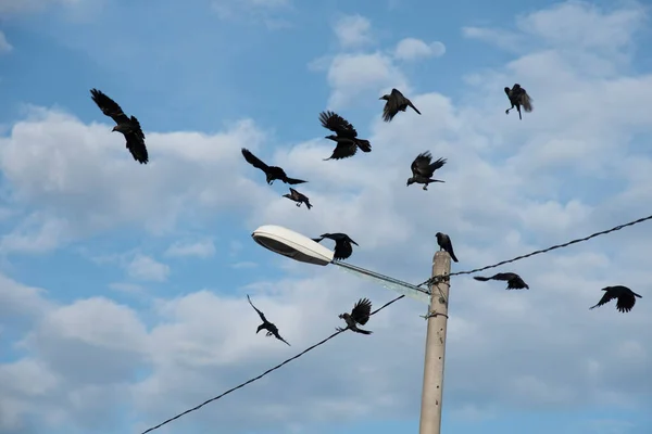 Corvos Negros Selvagens Voando Pendurado Torno Posto Rua — Fotografia de Stock