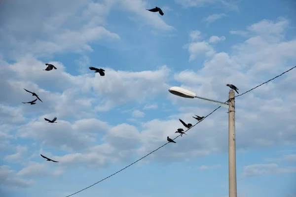 Vahşi Siyah Kuzgunlar Uçuyor Sokak Köşelerinde Takılıyor — Stok fotoğraf