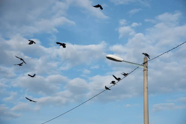 Wilde Schwarze Raben Fliegen Und Hängen Den Straßenpfosten — Stockfoto