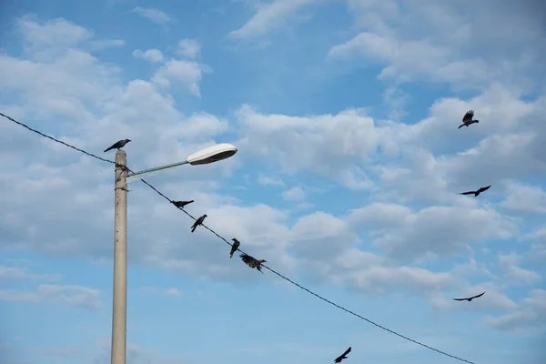 Дикие Черные Вороны Летают Болтаются Вокруг Уличного Столба — стоковое фото