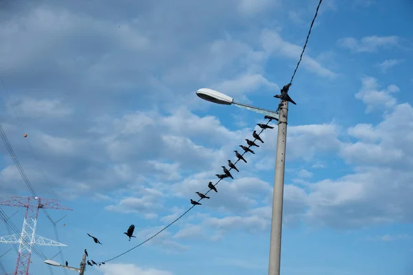 Wild Black Ravens Flying Hanging Street Post — Stock Photo, Image