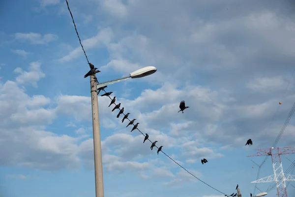 Vahşi Siyah Kuzgunlar Uçuyor Sokak Köşelerinde Takılıyor — Stok fotoğraf
