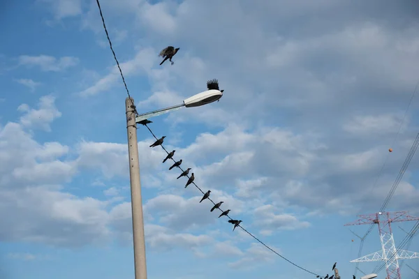 Wild Black Ravens Flying Hanging Street Post — Stock Photo, Image