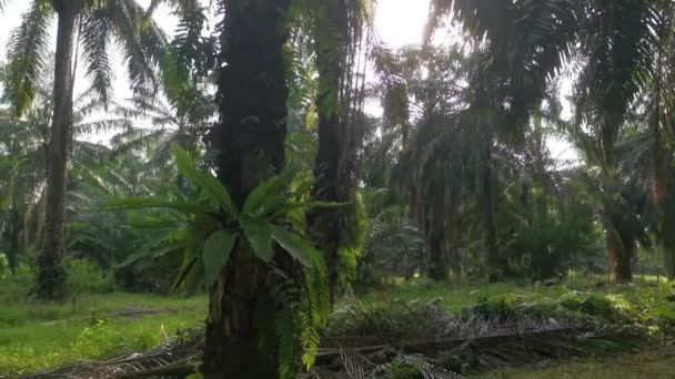阳光照射在棕榈树干上的灵芝上 — 图库视频影像
