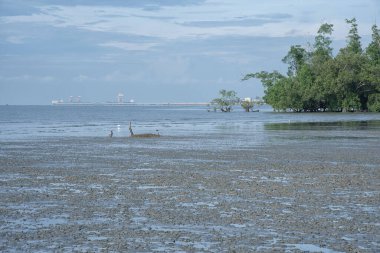Çamurlu bataklık kumsalının çevresindeki gelgit manzarası