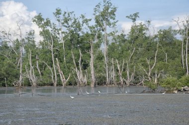 Çamurlu bataklık kumsalının çevresindeki gelgit manzarası