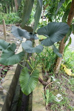 Kanalizasyonda yetişen yabani alocasia yapraklı bitki..
