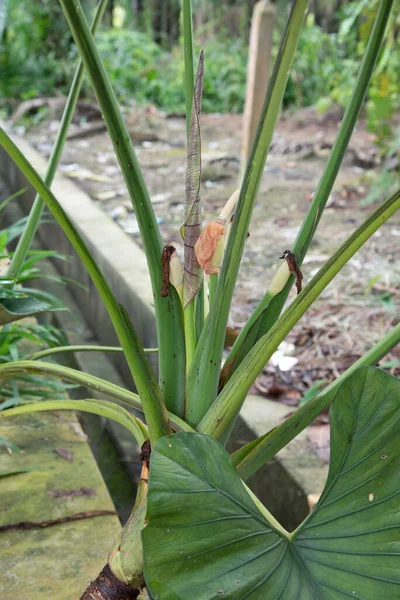 Alocasia Silvestre Planta Frondosa Que Crece Alrededor Del Drenaje — Foto de Stock