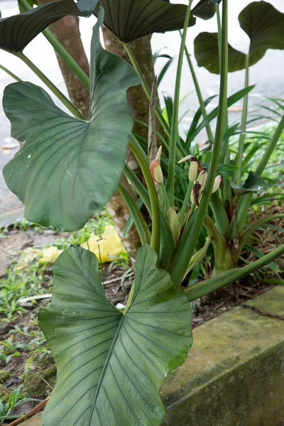 Alocasie Sauvage Plante Feuillue Poussant Autour Drain — Photo