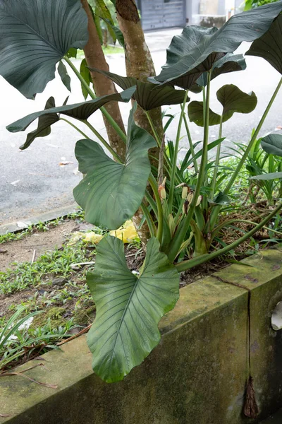 Wild Alocasia Leafy Plant Growing Drain — Stock Photo, Image