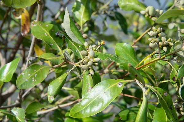 Cluster Mangrove Tannin Fruits — Stock Photo, Image