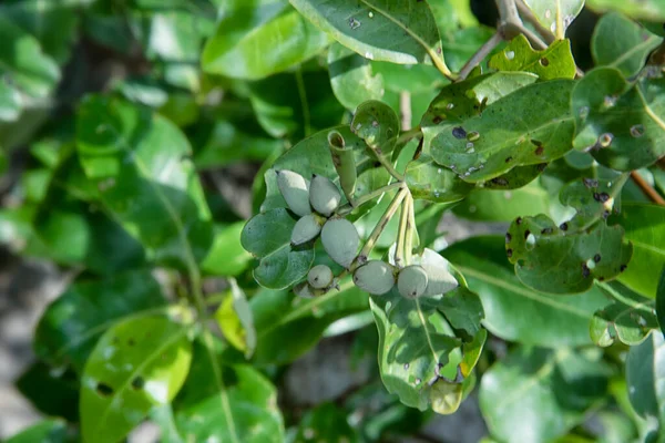 Racimo Frutos Tanino Manglar — Foto de Stock