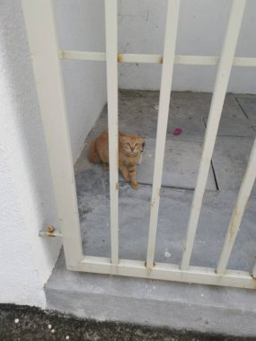 Anne kedi ve kedi yavrusu Kapıdan korkuyla bakın.