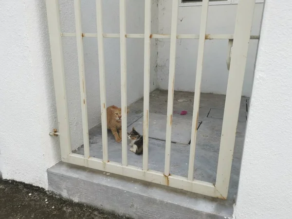 Gatto Madre Gattino Guardano Spaventosamente Dal Cancello — Foto Stock