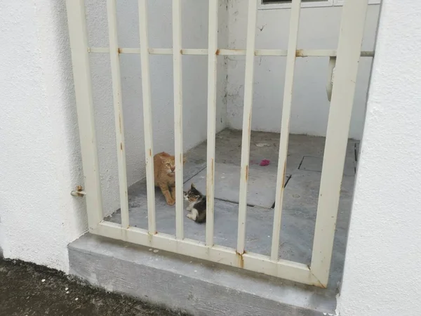 Katzenmutter Und Kätzchen Schauen Ängstlich Aus Dem Tor — Stockfoto