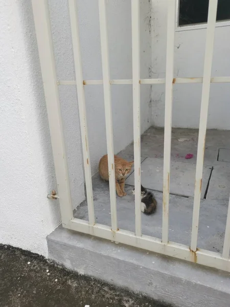 Anne Kedi Kedi Yavrusu Kapıdan Korkuyla Bakın — Stok fotoğraf