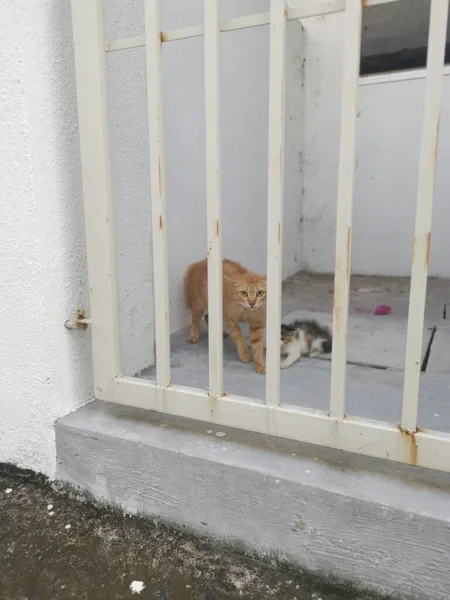 Mãe Gato Gatinho Olhar Com Medo Partir Portão — Fotografia de Stock