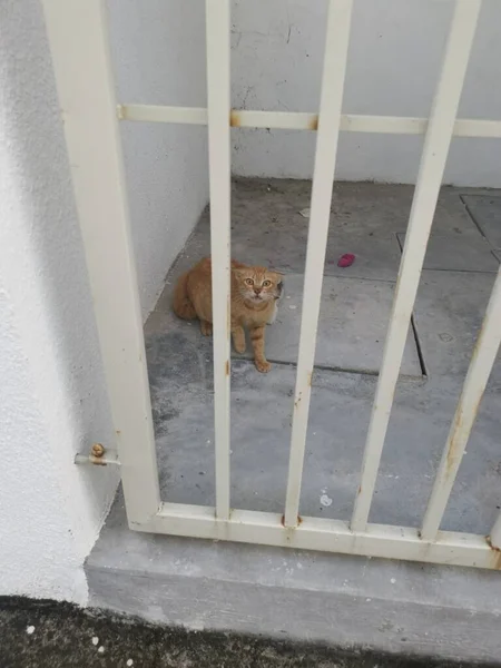 Mãe Gato Gatinho Olhar Com Medo Partir Portão — Fotografia de Stock