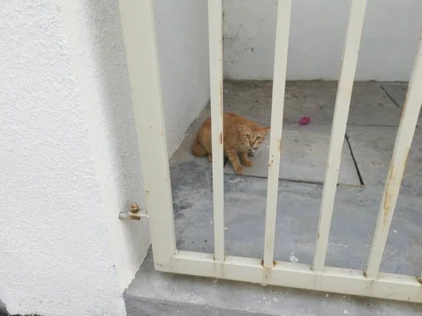 Gatto Madre Gattino Guardano Spaventosamente Dal Cancello — Foto Stock