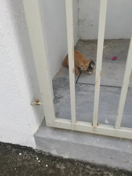 Mãe Gato Gatinho Olhar Com Medo Partir Portão — Fotografia de Stock