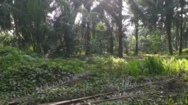 Palmiye yapraklarındaki parlayan güneş ışığına bakıyorum.